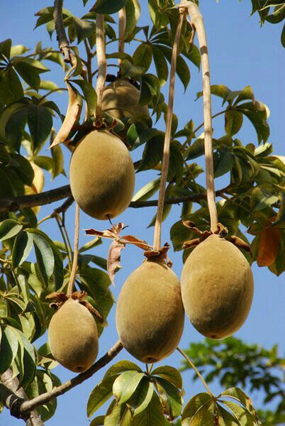 Baobab Fruit
