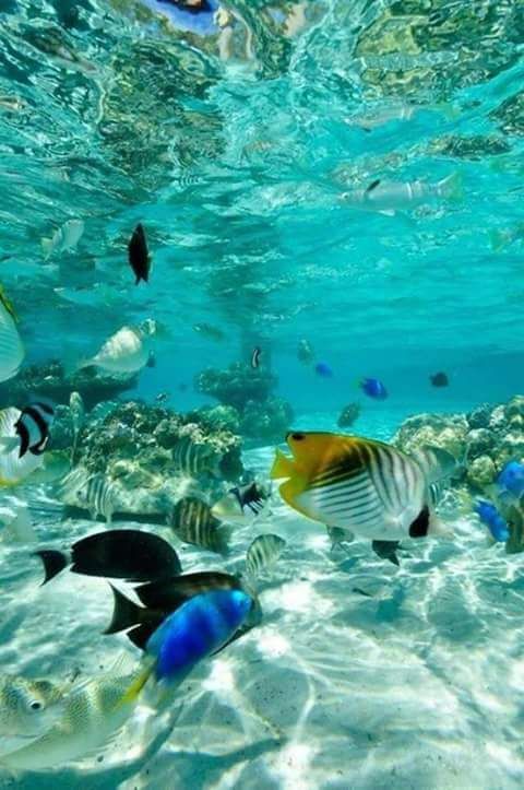 Best hotels in Sharm El Sheikh featuring top accommodation options for all travelers.Diving In Sharm ElSheikh