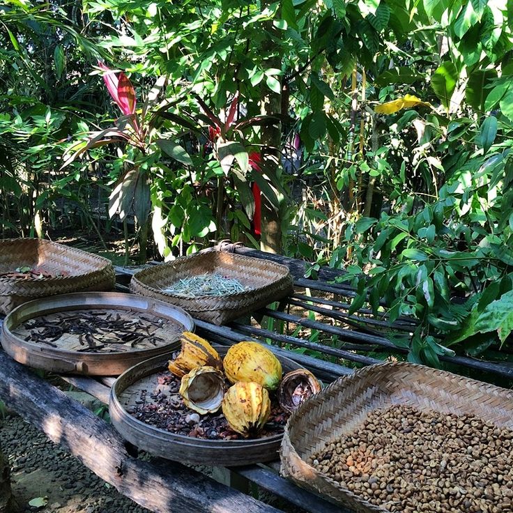 Kopi Luwak Tasting
Secret Food Spots in Bali