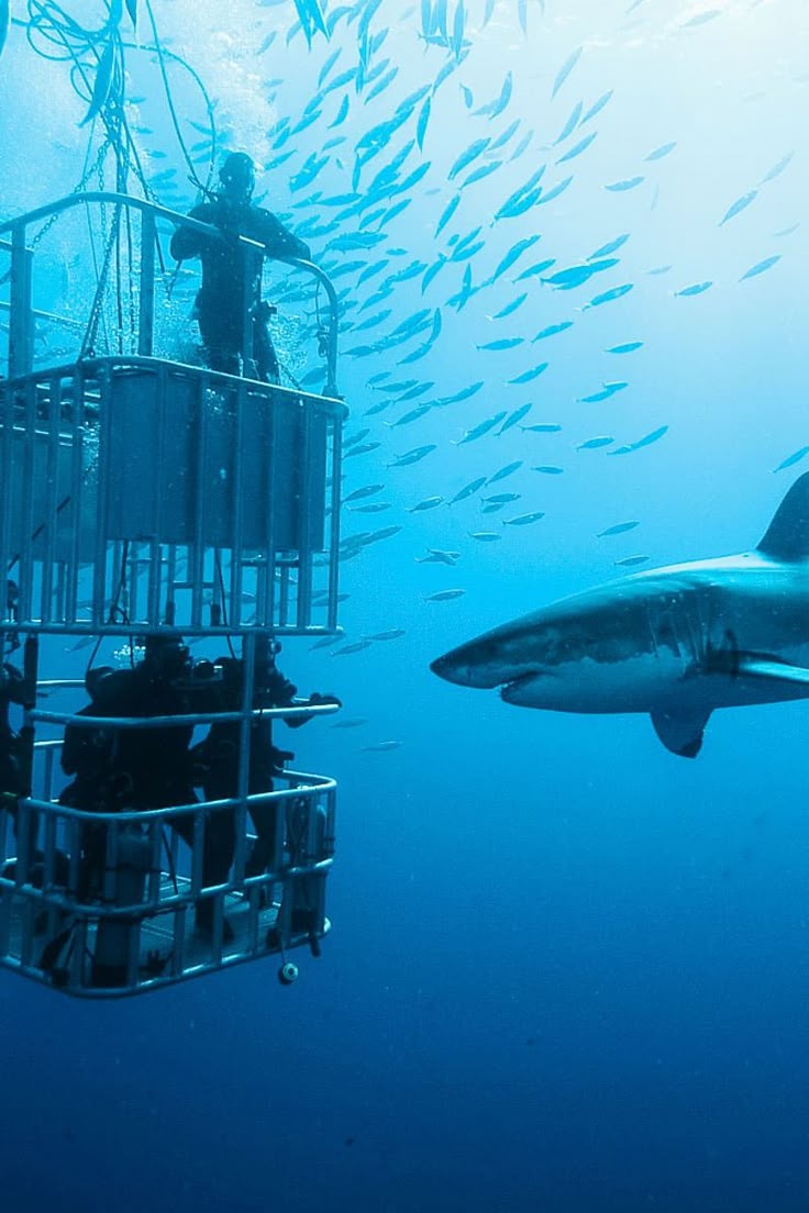 Shark Diving for the Brave