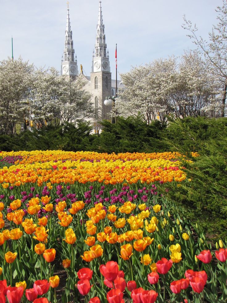 Tulip Festival (Ottawa)