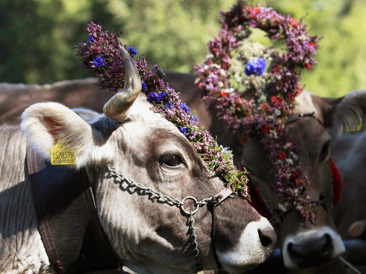 Almabtrieb
Traditional Austrian celebrations