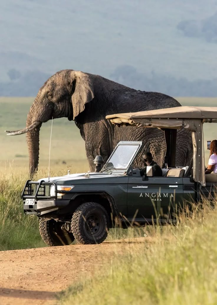 African safari lifestyle with wildlife adventures and vibrant cultural festivals.African Safari 