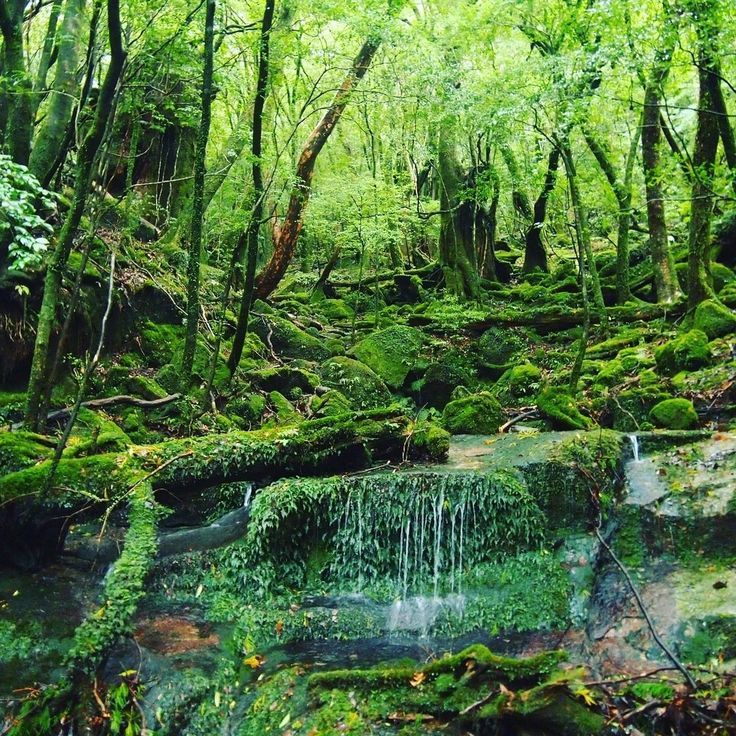 Yakushima Island