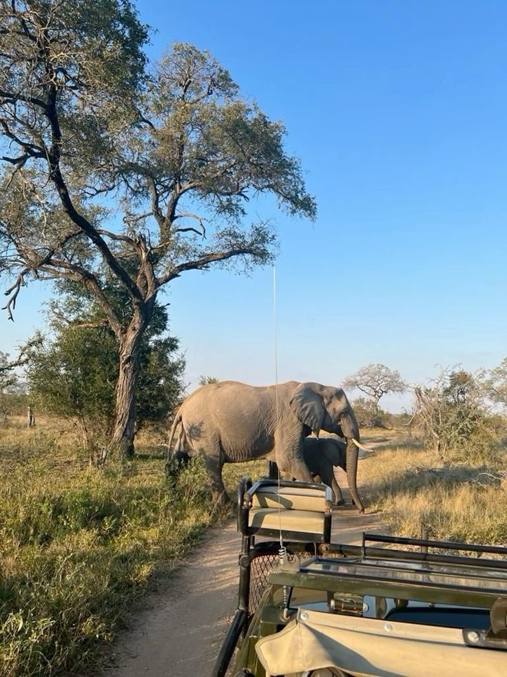 African Safari
