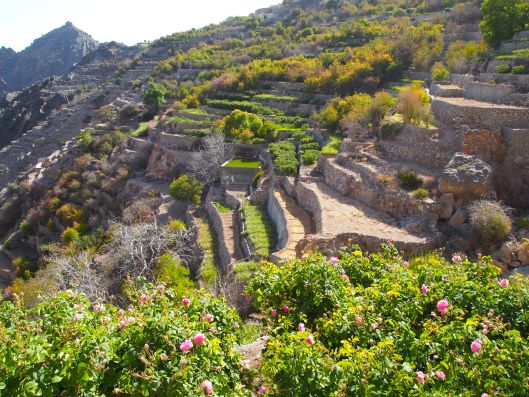 Trek the Green Terraces of Jebel Akhdar